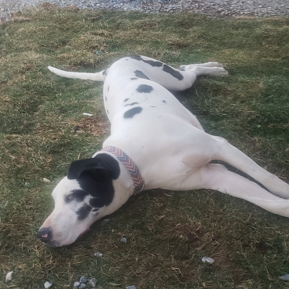 Meet your Posher, Lisa - Picture 2 of 3